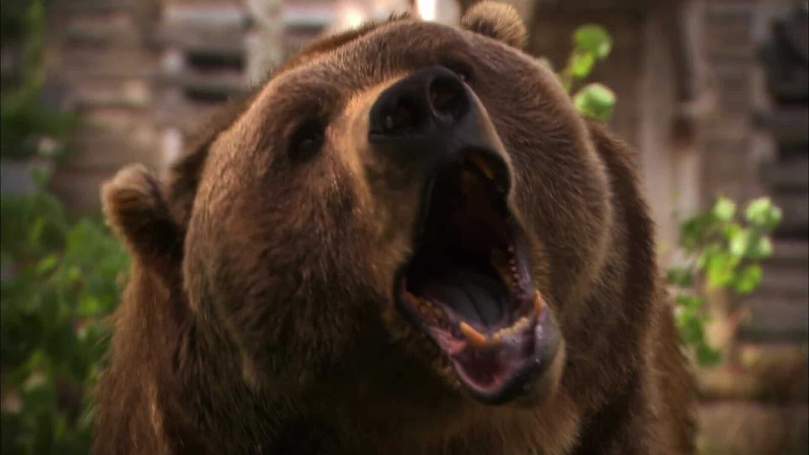 Grizzly Rage (2007) Grizzly Rage (2007)