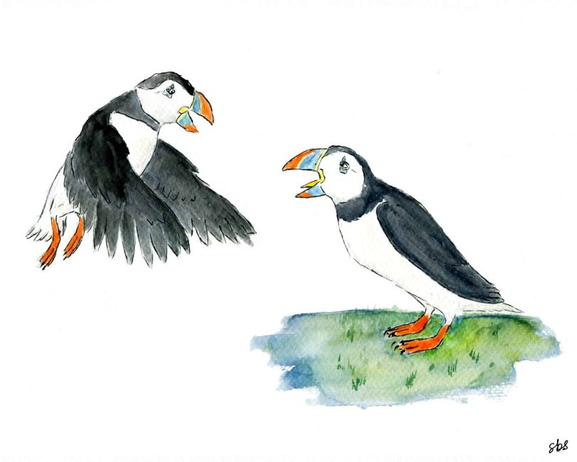 Puffins in Iceland